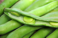 new season broadbeans